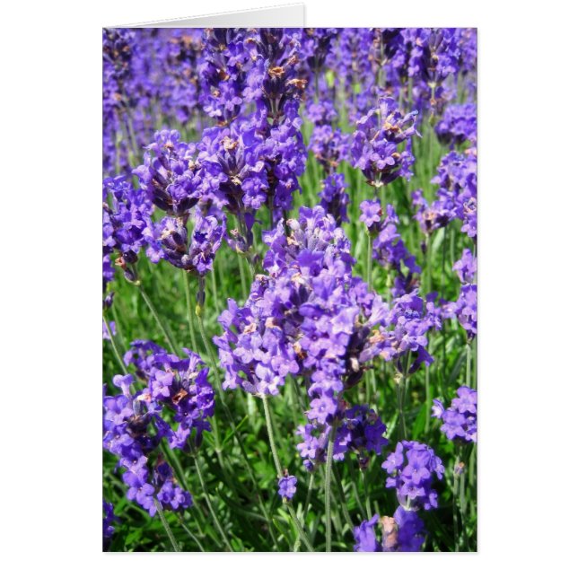 Lavenders - Card (Front)