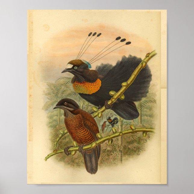Lawe's Birds of Paradise Vintage Colour Print (Front)