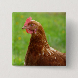 Laying Hen Rhode Island Red Chicken 15 Cm Square Badge