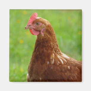 Laying Hen Rhode Island Red Chicken Magnet