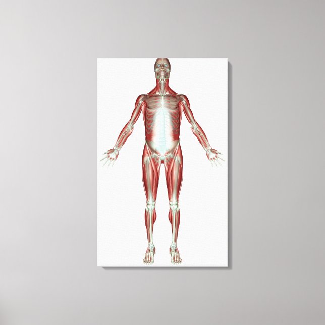 Layout of all the muscles in the human body canvas print (Front)
