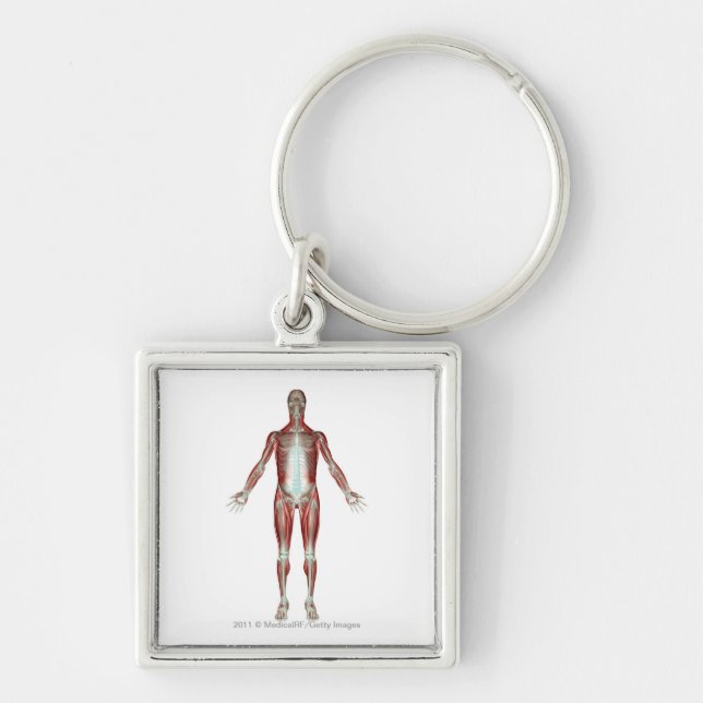 Layout of all the muscles in the human body key ring (Front)