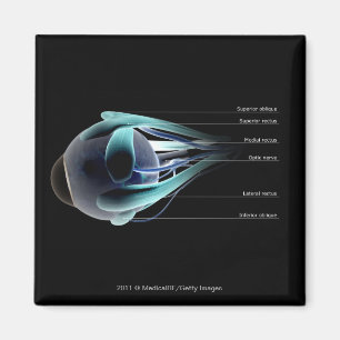 Layout of all the muscles in the human eye magnet