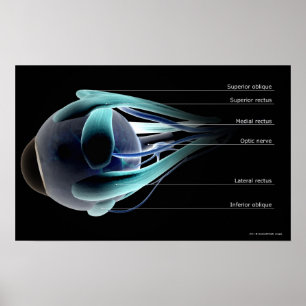 Layout of all the muscles in the human eye poster