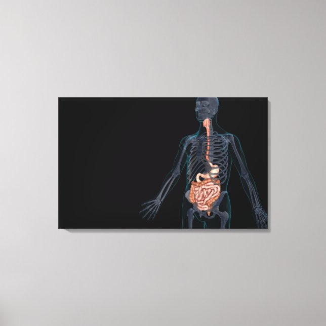 Layout of the human digestive system canvas print (Front)