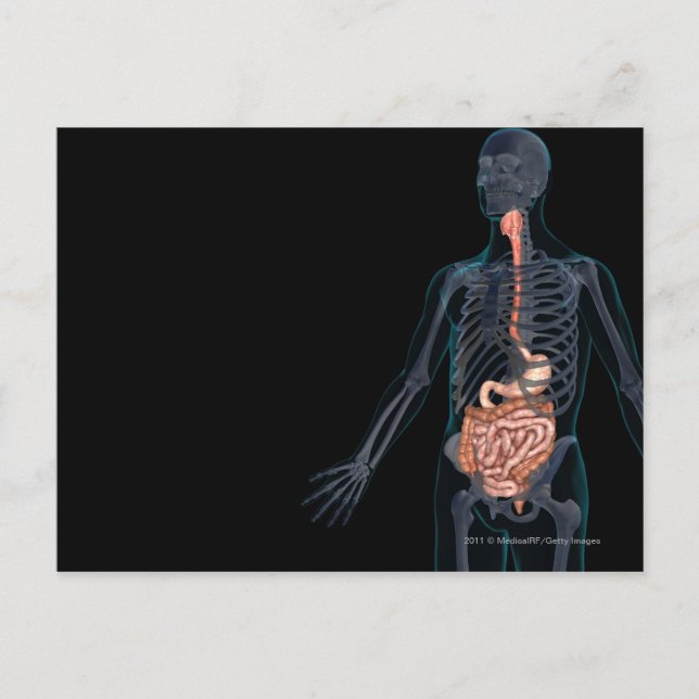 Layout of the human digestive system postcard (Front)