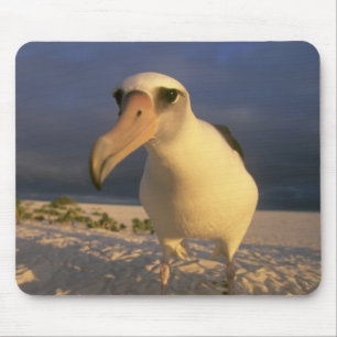 Laysan Albatross, Diomedea immutabilis), Mouse Pad