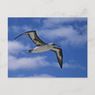 Laysan albatross flying in air postcard