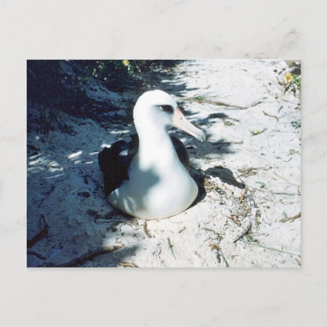 Laysan Albatross Postcard (Front)