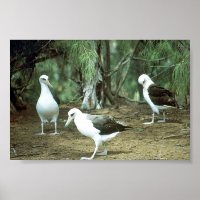 Laysan Albatross Poster (Front)