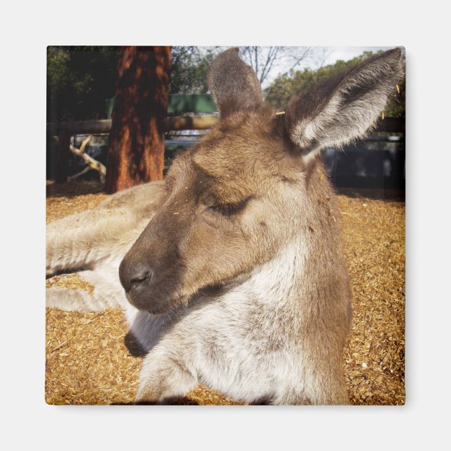 Lazing Kangaroo Close Up, Fridge Magnet (Front)