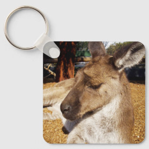 Lazing Kangaroo Close Up, Keyring