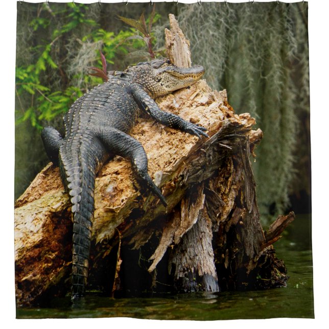 Lazy Alligator Shower Curtain by DeGruy (Front)