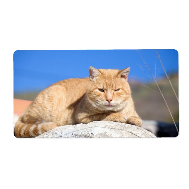 Lazy cat (Front)