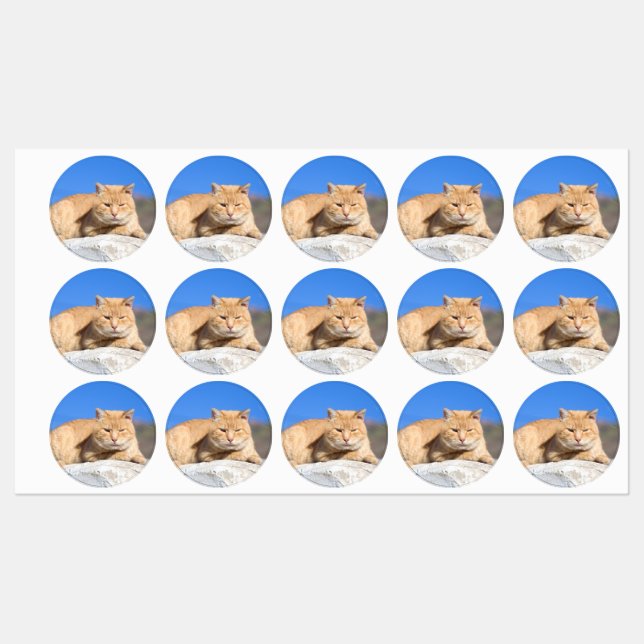 Lazy cat (Sheet)