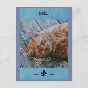 Lazy Cat Say's Hello Postcard