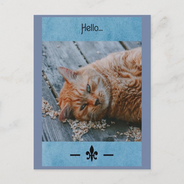 Lazy Cat Say's Hello Postcard (Front)