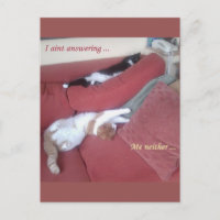Lazy Cats Fun Postcard - Catnap