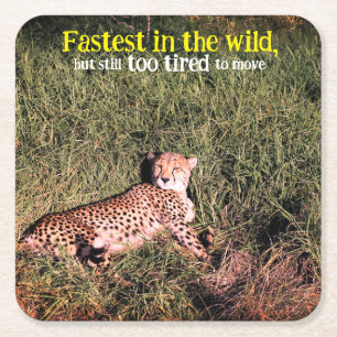Lazy cheetah photo square paper coaster
