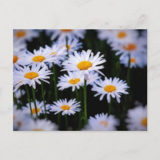 Lazy Daisy Postcard