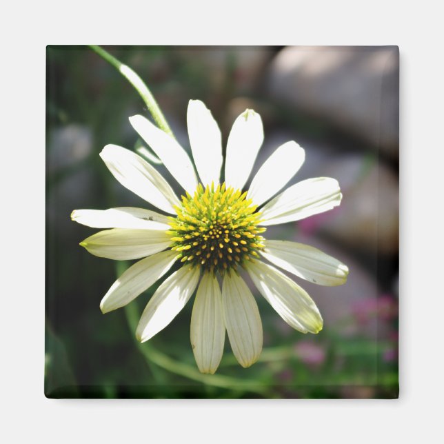 Lazy Daisy Summer Day Magnet (Front)