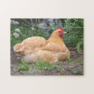 Lazy Day Chicken Puzzle