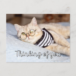 Lazy Days - Cute Kitty Cat Postcard