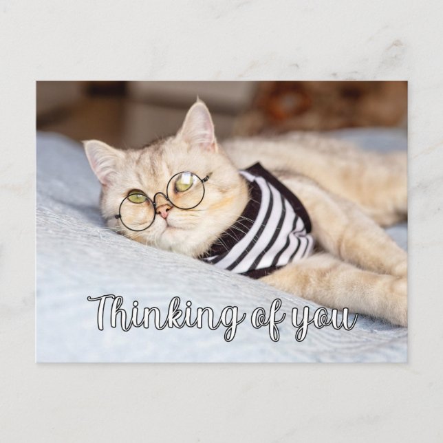 Lazy Days - Cute Kitty Cat Postcard (Front)