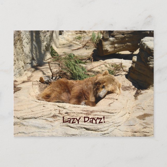 Lazy Dayz Bear Postcard (Front)