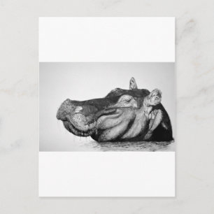 Lazy Hippo Postcard