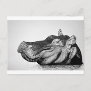 Lazy Hippo Postcard