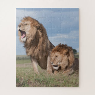 Lazy Lion Brothers on the Savannah Jigsaw Puzzle