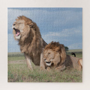 Lazy Lion Brothers on the Savannah Jigsaw Puzzle