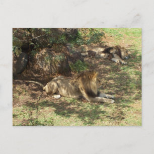 Lazy Lions Postcard