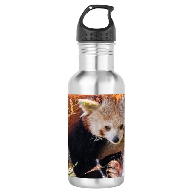 Lazy little red panda 532 ml water bottle (Front)