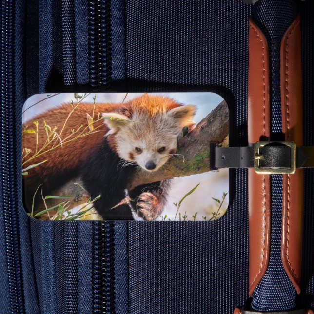 Lazy little red panda luggage tag (Front Insitu 4)