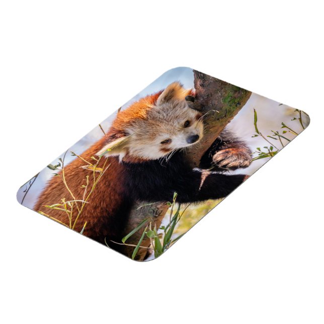 Lazy little red panda magnet (Left Side)