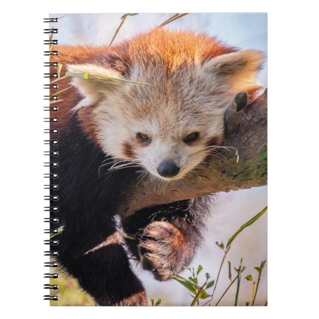 Lazy little red panda notebook (Front)