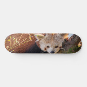 Lazy little red panda skateboard