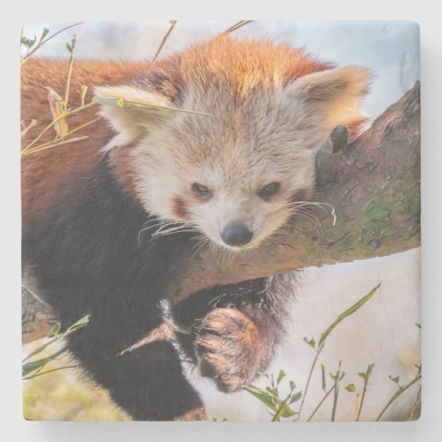 Lazy little red panda stone coaster (Front)