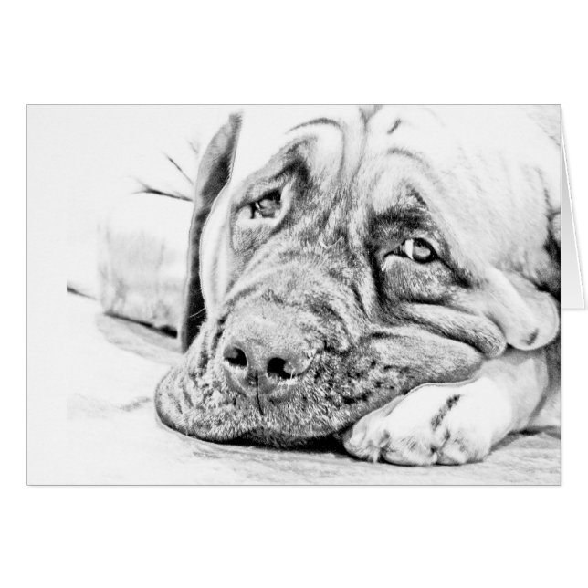 Lazy Mastiff (Front Horizontal)