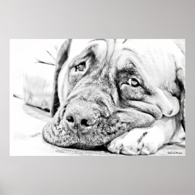 Lazy Mastiff Poster (Front)