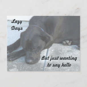Lazy Midnight Just Wants To Snooze Postcard