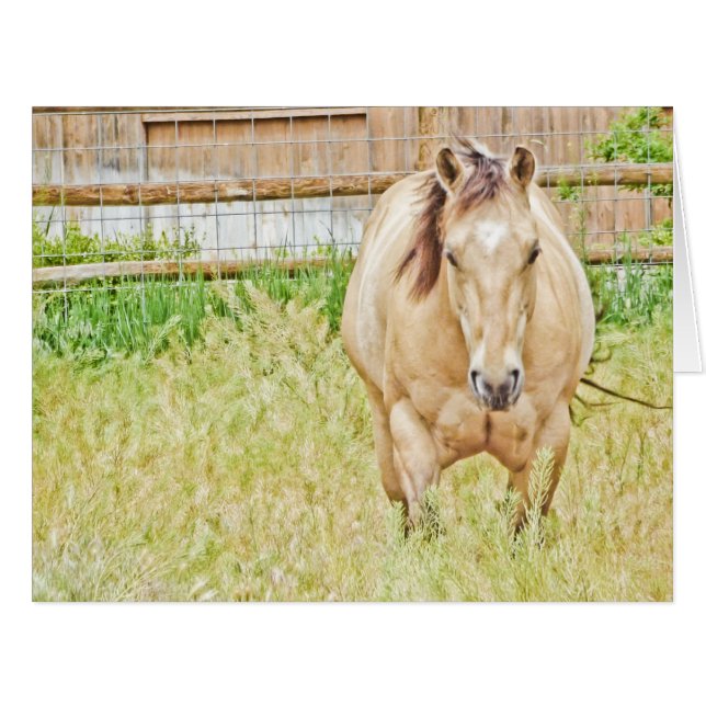 Lazy Morning (Front Horizontal)