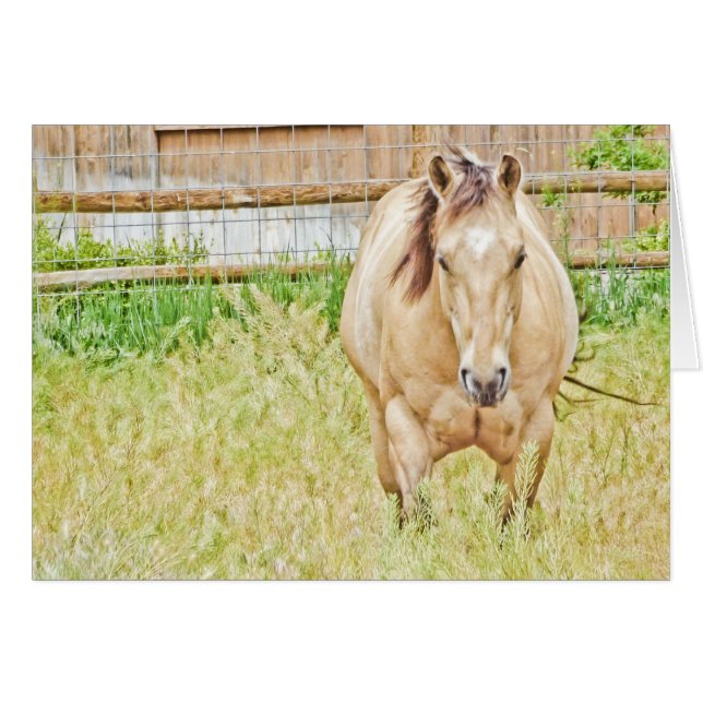 Lazy Morning (Front Horizontal)