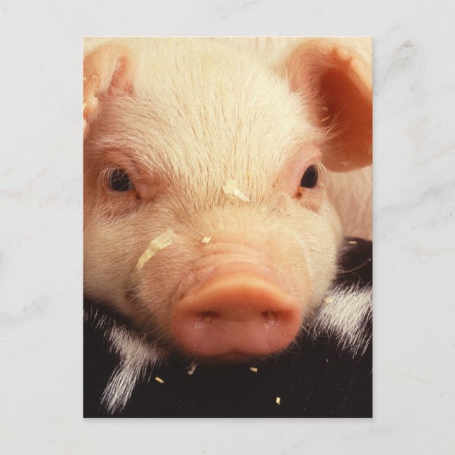 Lazy Piglet Postcard (Front)