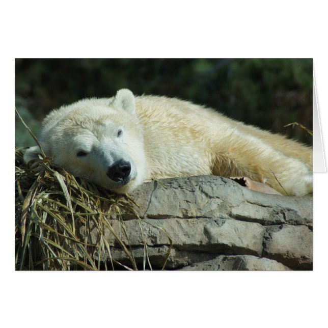 Lazy Polar Bear Blank Card (Front Horizontal)