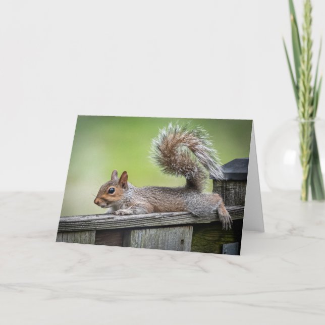 Lazy Squirrel Note Card (Front)