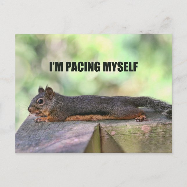 Lazy Squirrel Photo Postcard (Front)