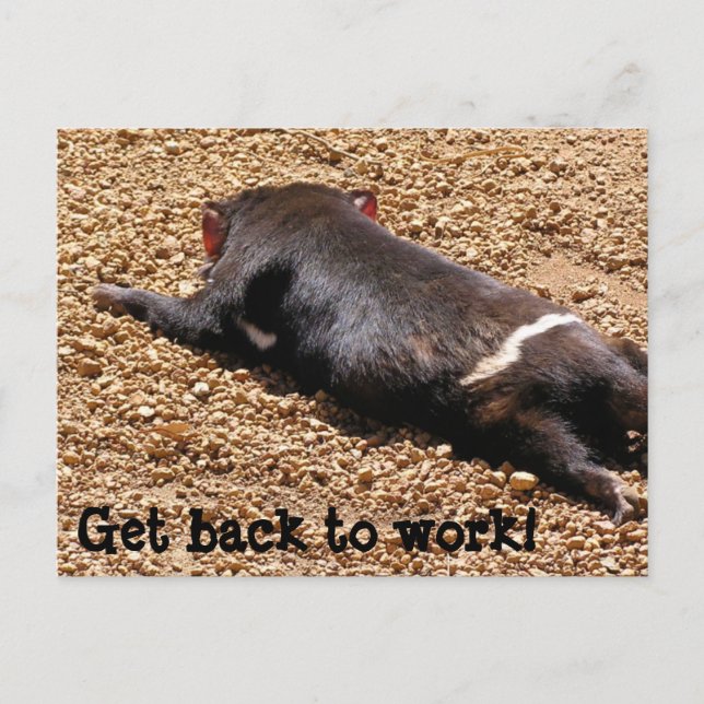 Lazy Tassie Devil Postcard (Front)